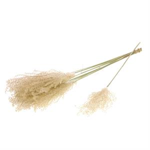 Willow Group Fluffy Reed Grass-Natural