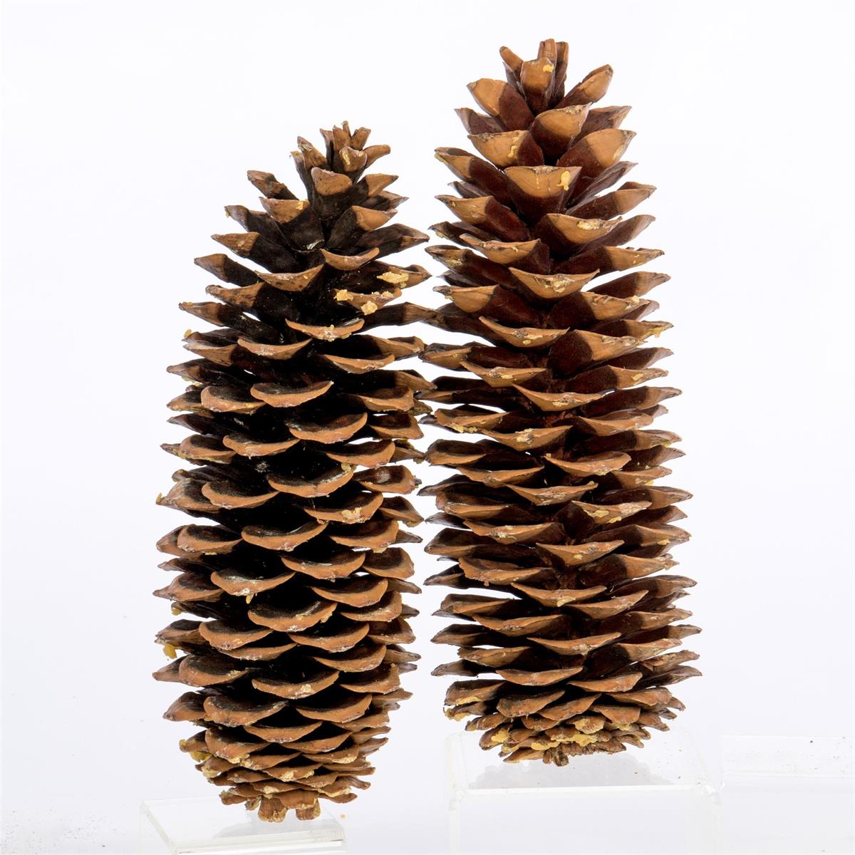 Willow Group- 2 piece Sugar Cones