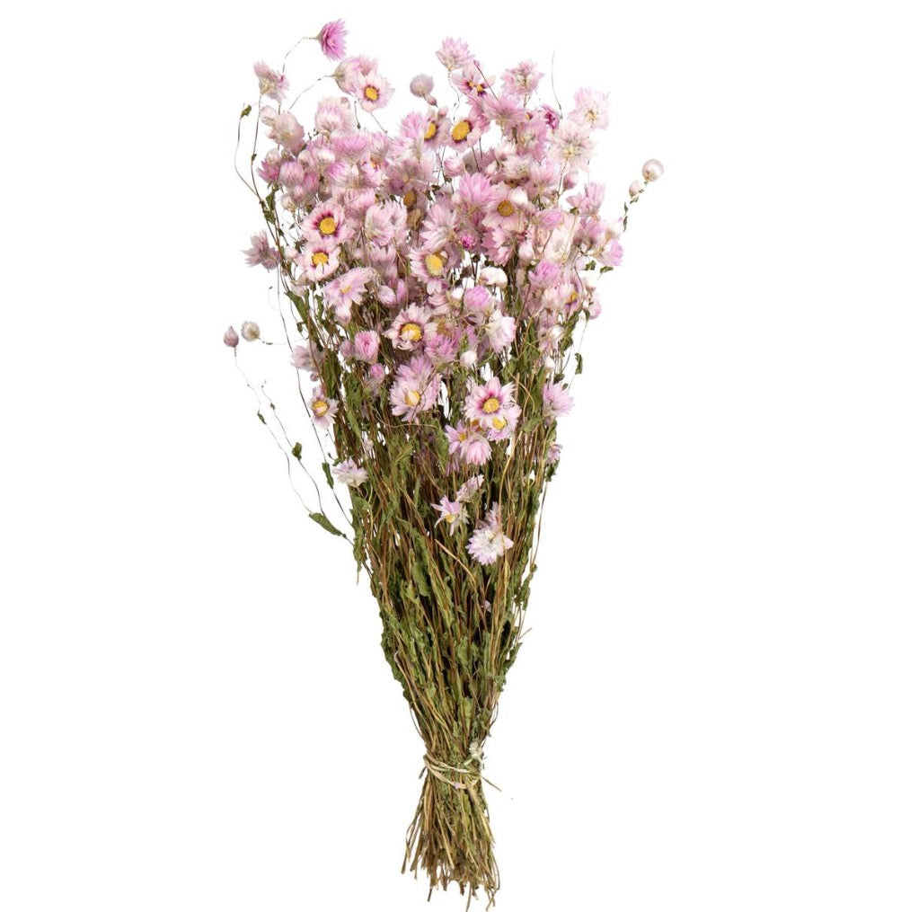 Willow Group Rhodanthe