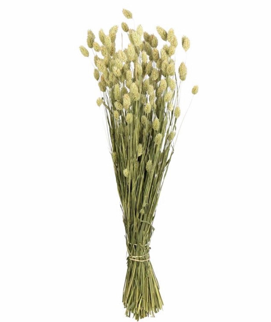 Phalaris Natural Green