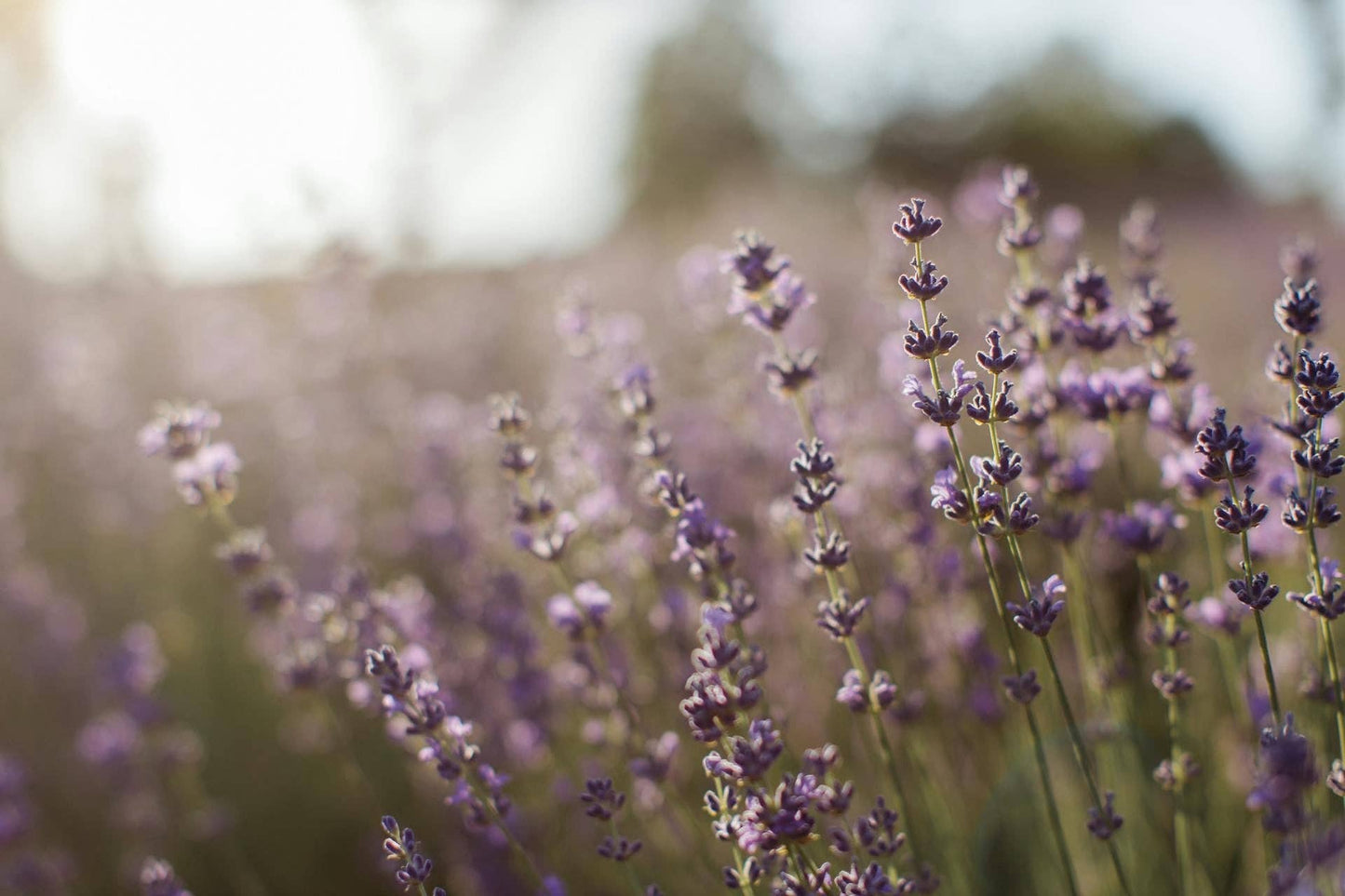 Lavender Diffuser