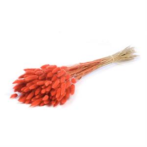 Willow Group Dried  Lagurus
