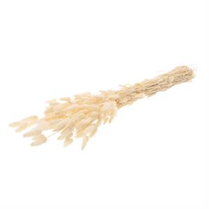 Willow Group Dried  Lagurus