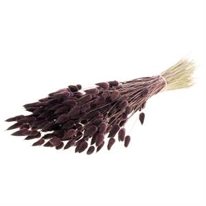 Willow Group Dried  Lagurus