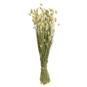 Willow Group Phalaris