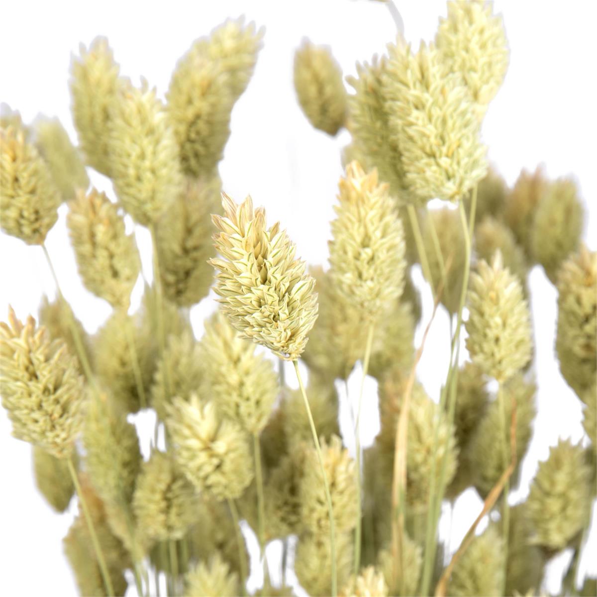 Willow Group Phalaris