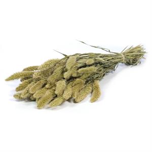 willow Group Setarea Dried Flowers