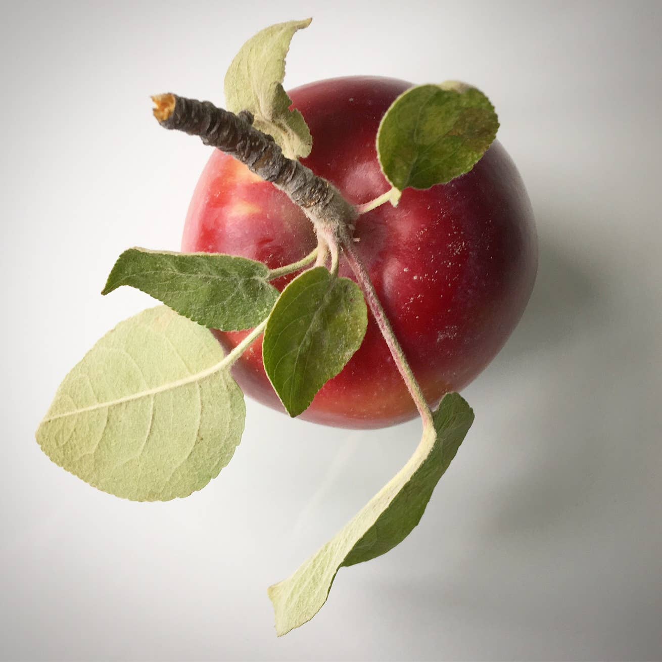 Tree To Be | Apple | Teacher Thank you gift | Kid Activity