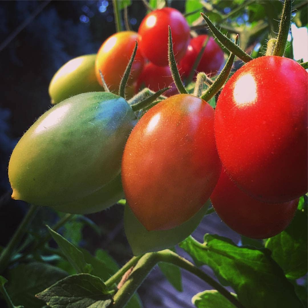 Garden in a Pail | Mini Tomato |Easy Spring Container Garden