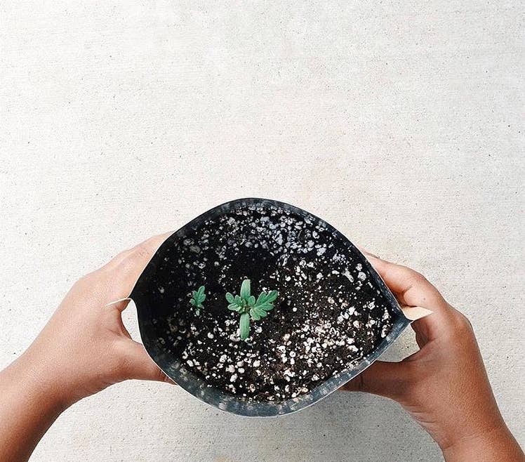 Kids Garden in a Bag | Tomato | Summer Break Gift