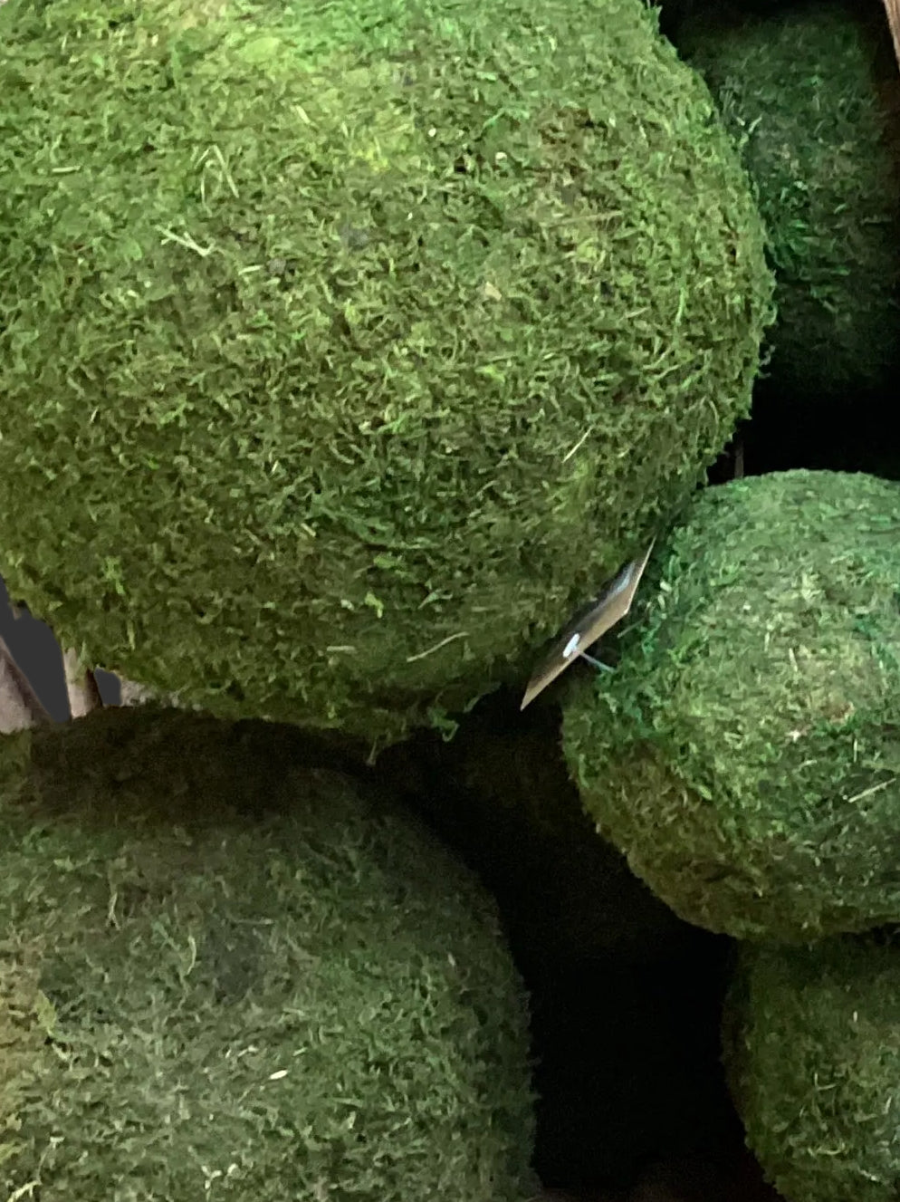 Moss Ball