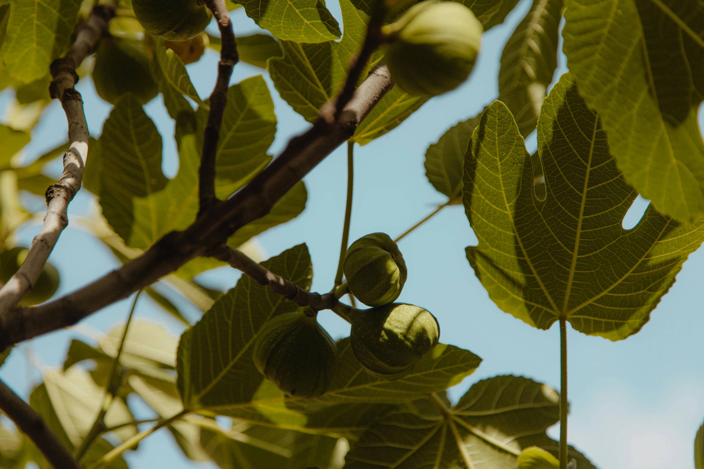 Wild Fig Ginger Candle