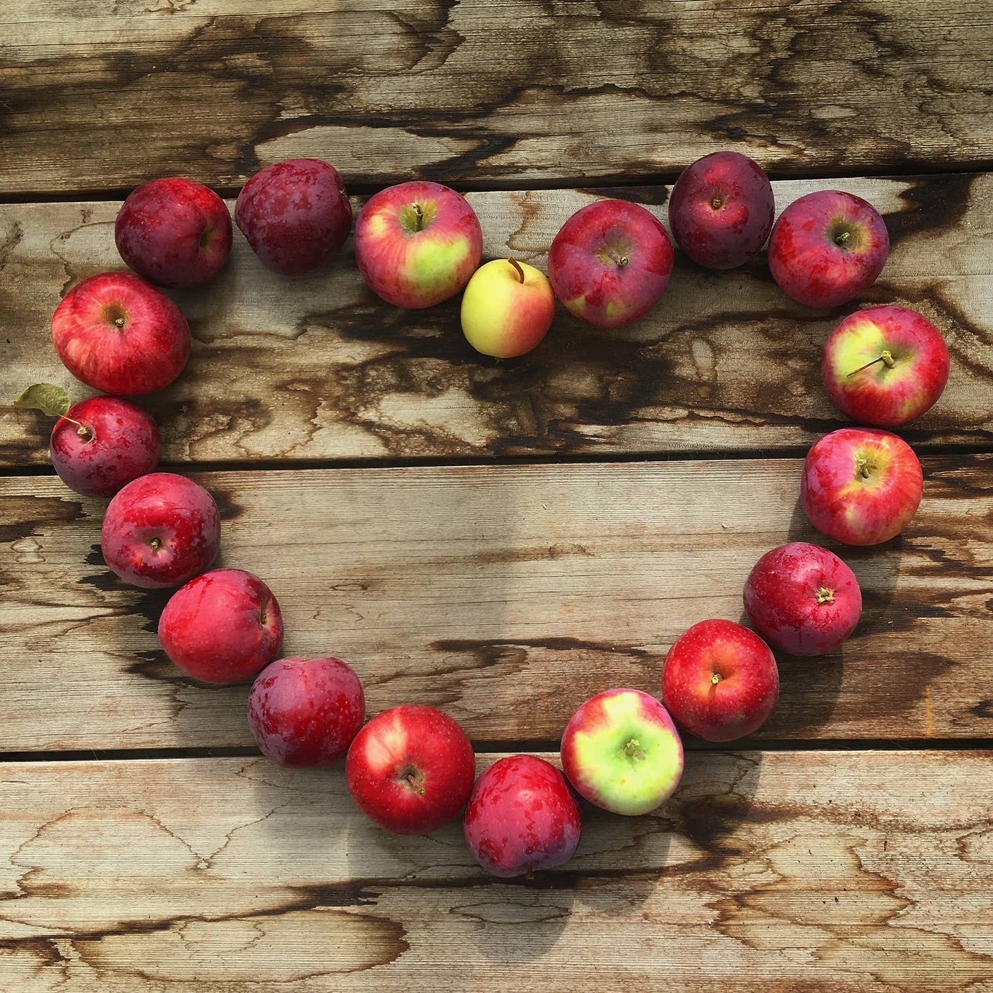 Tree To Be | Apple | Teacher Thank you gift | Kid Activity