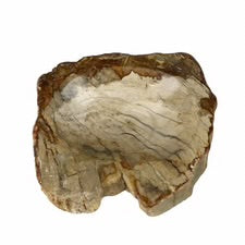 Petrified Wood Soap Dish