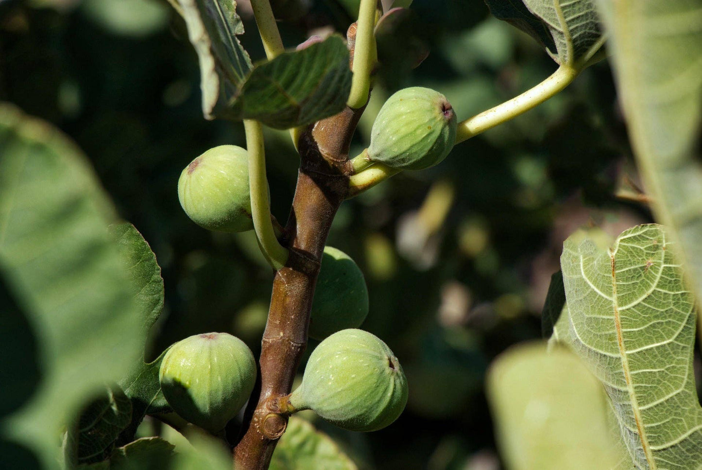 Green Fig Candle