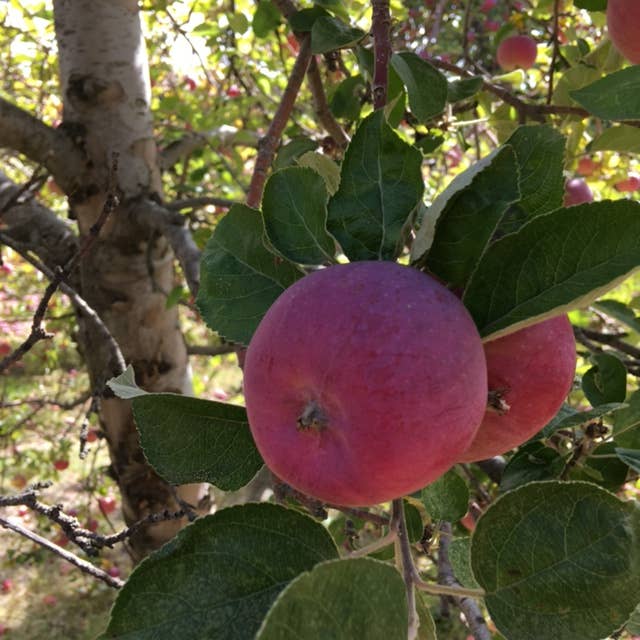 Tree To Be | Apple | Teacher Thank you gift | Kid Activity