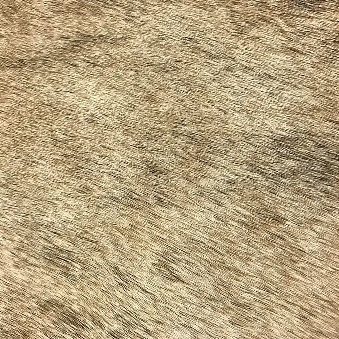 Light Exotic Brindle