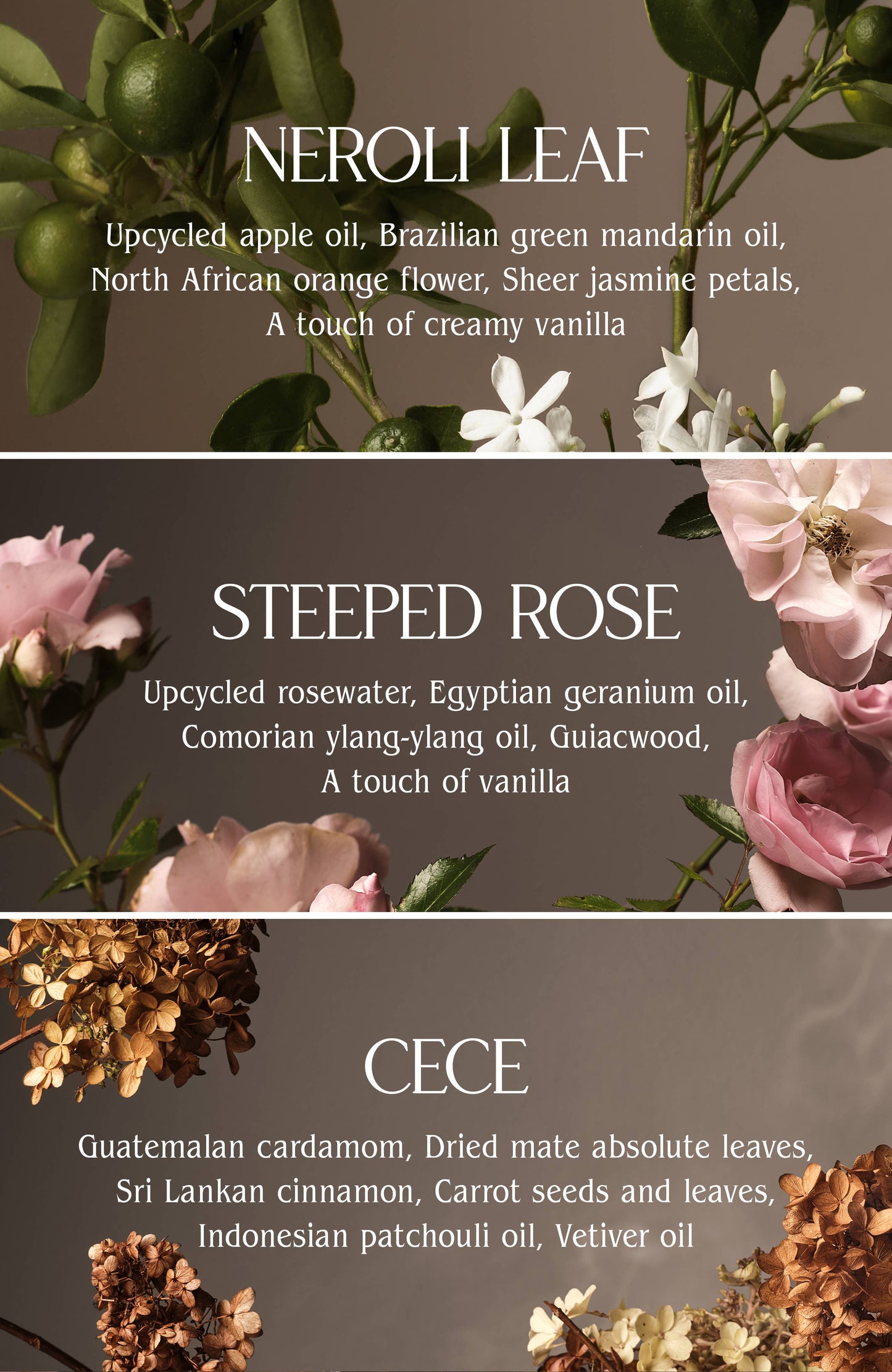 Laundry Fragrance Oil: Steeped Rose / 1 oz