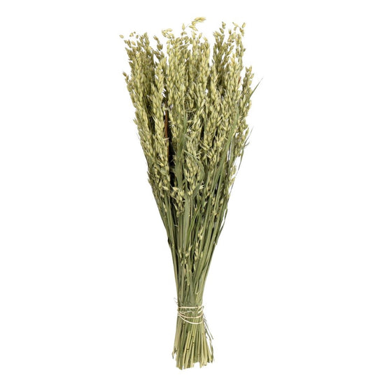 Willow Group Haver (Avena) Bunch