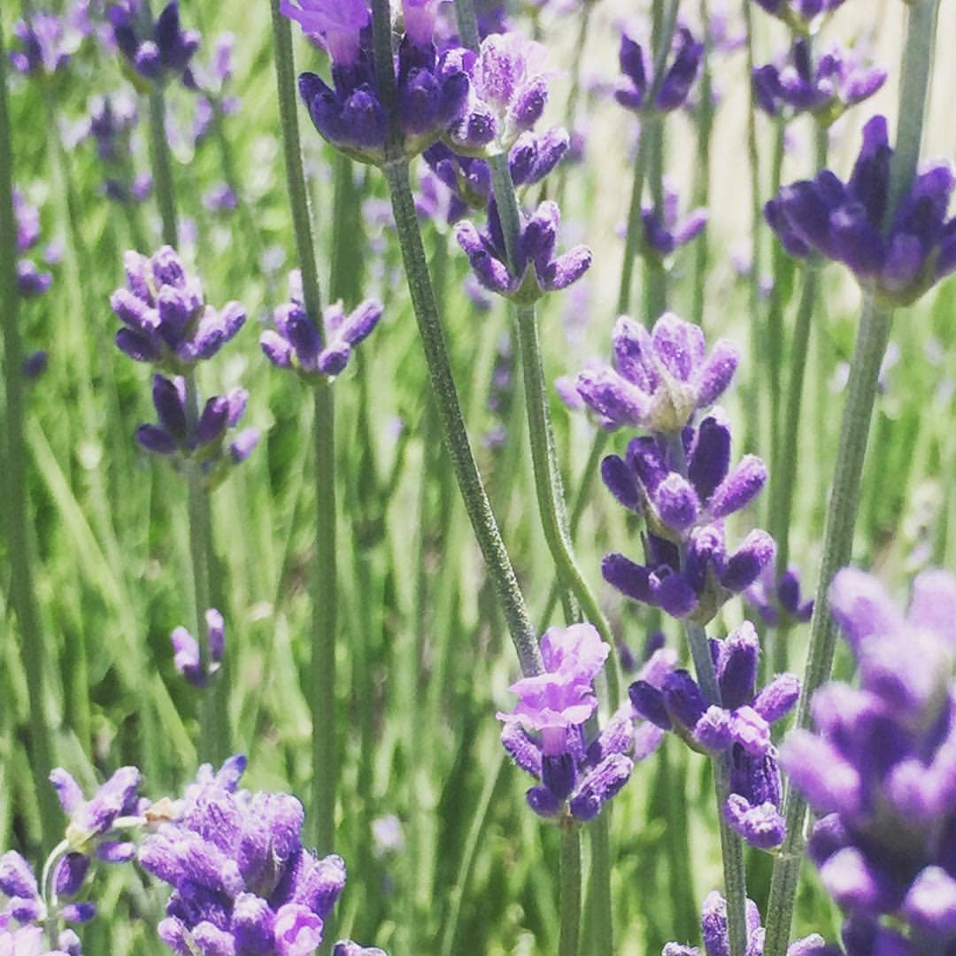 Garden in a Pail | Lavender | Kitchen | Spring Gift