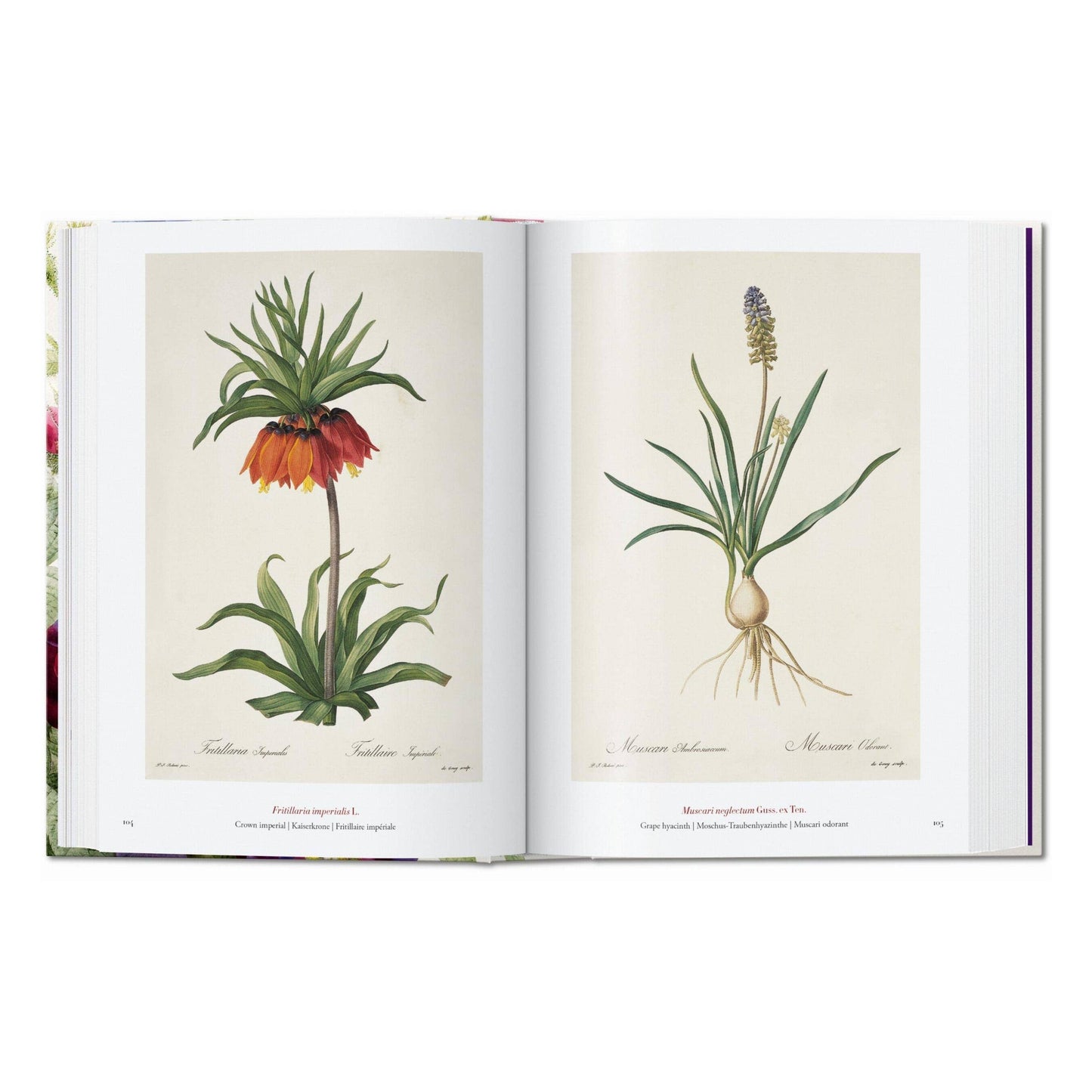 Redouté. The Book of Flowers. 45th Ed. (German, French, English)