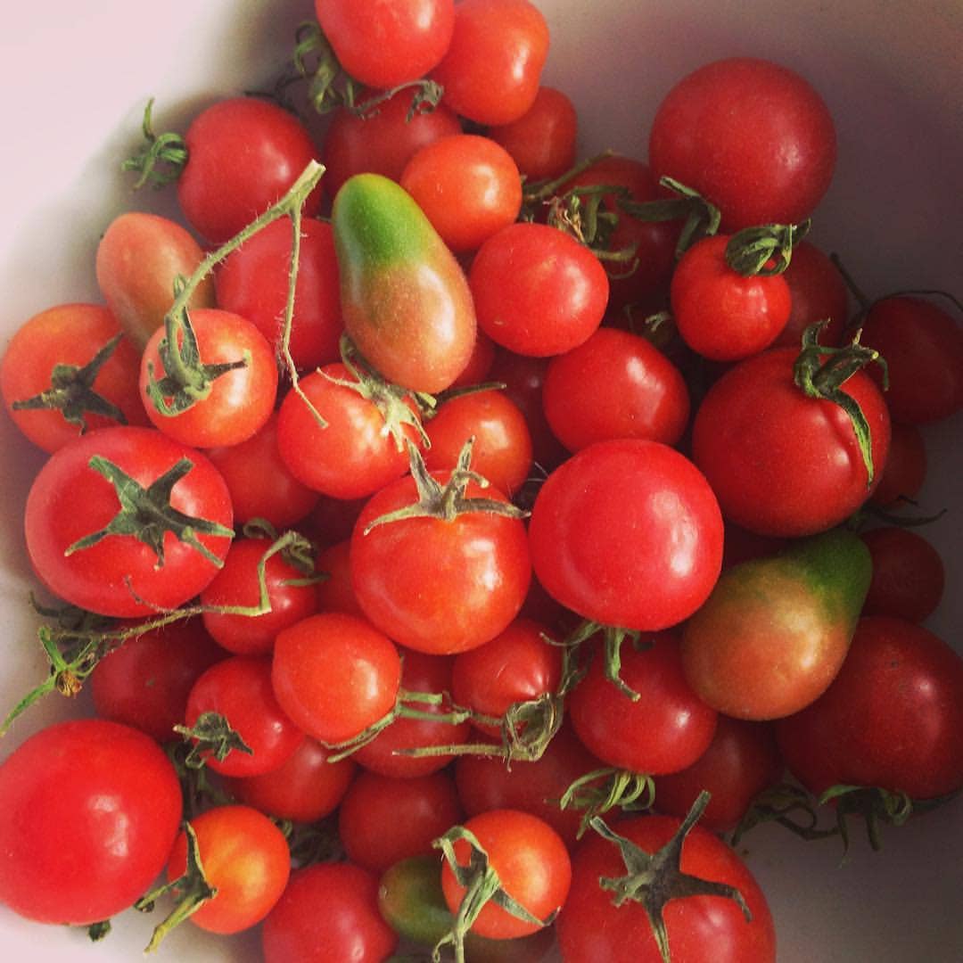 Kids Garden in a Bag | Tomato | Summer Break Gift