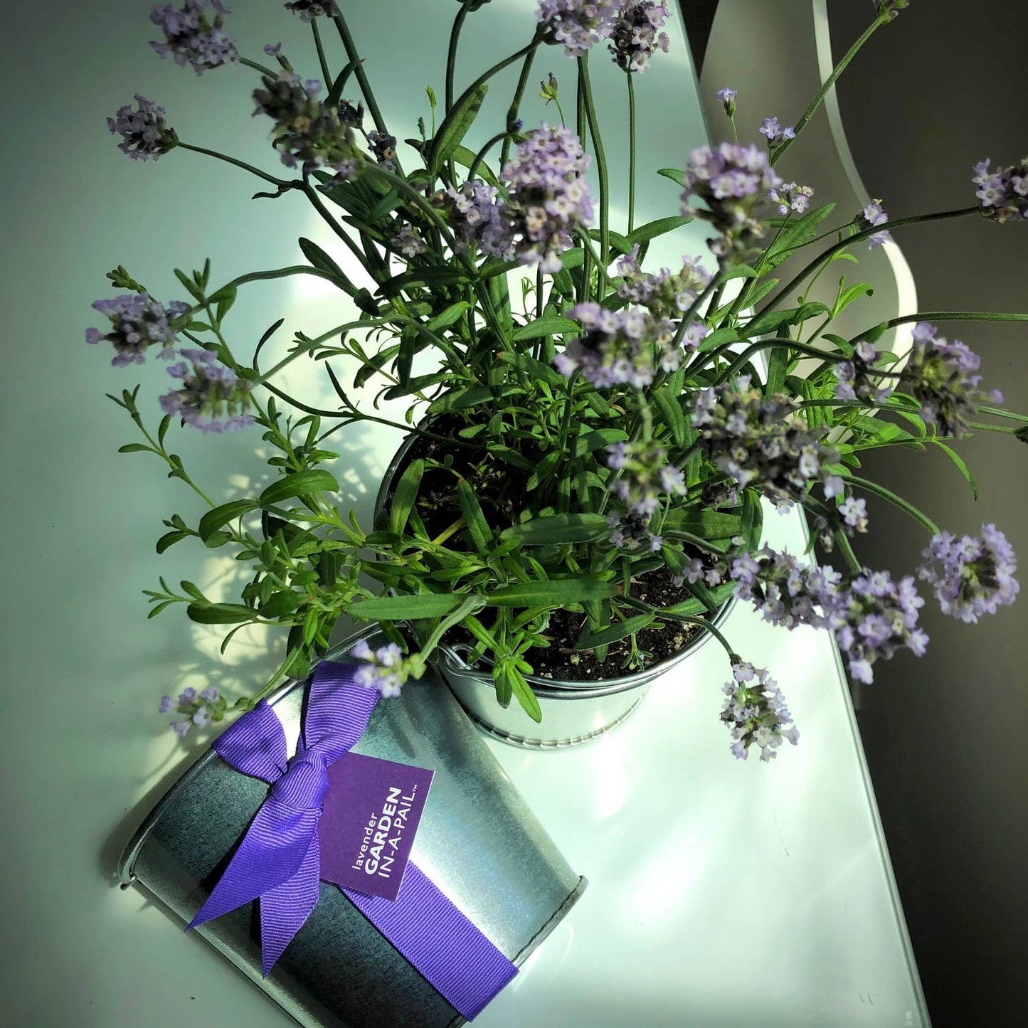 Garden in a Pail | Lavender | Kitchen | Spring Gift