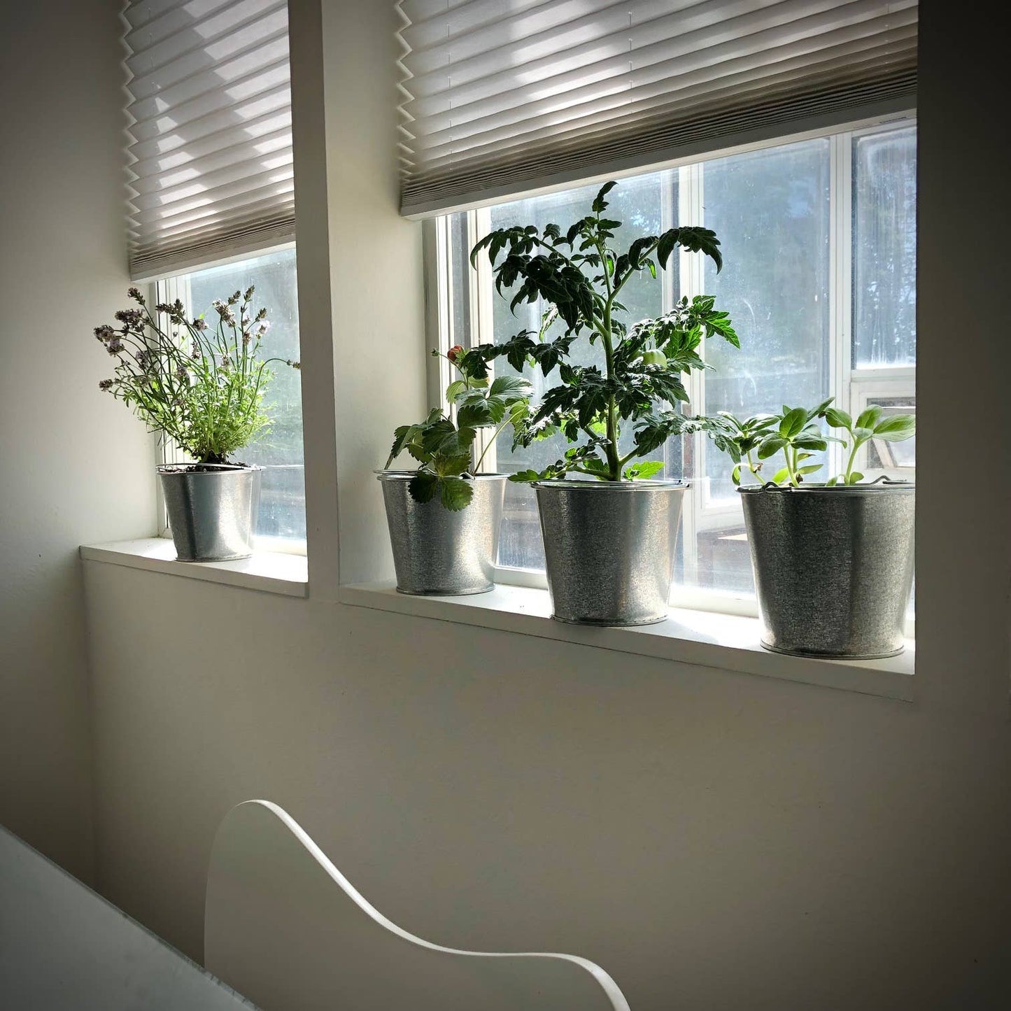Garden in a Pail | Mini Tomato |Easy Spring Container Garden