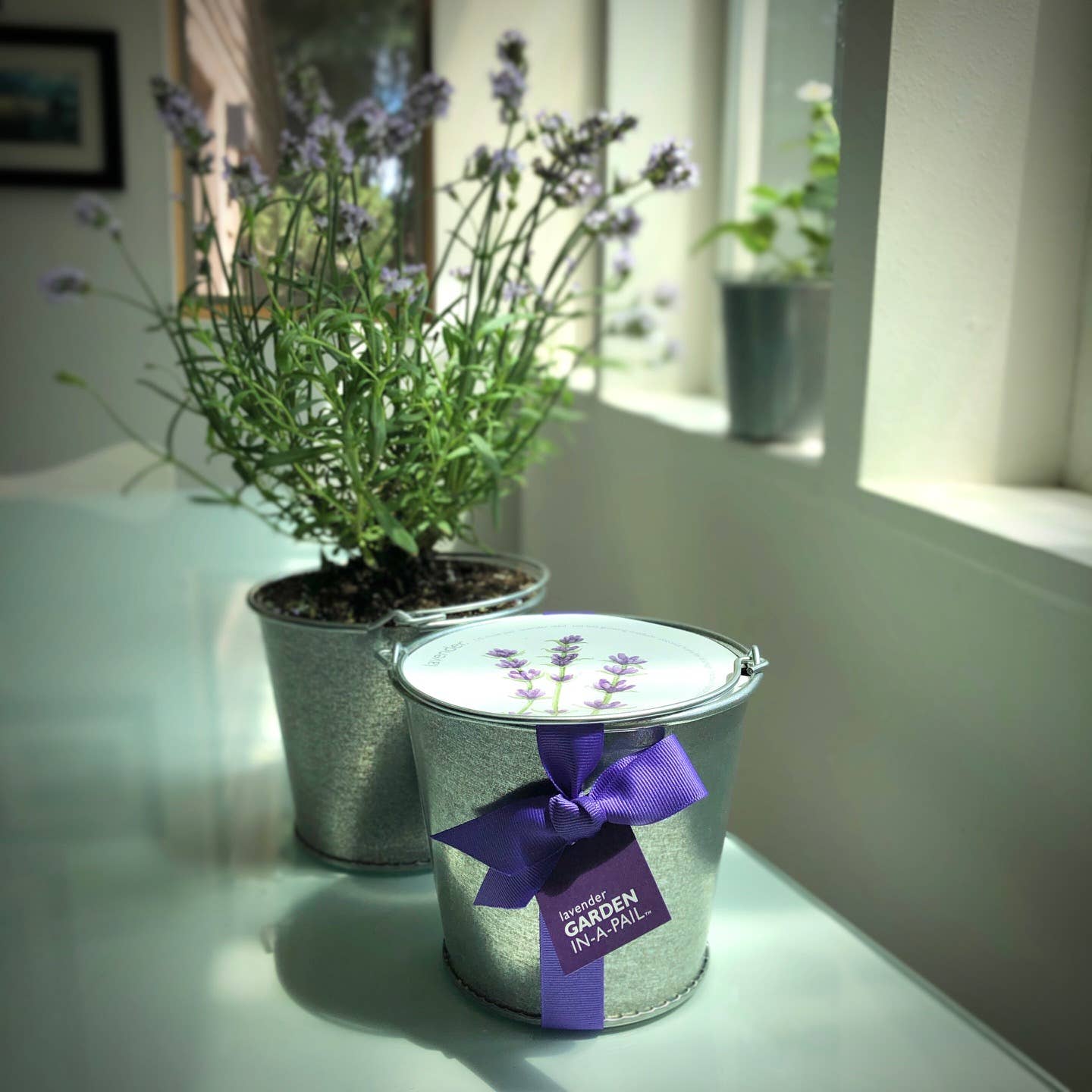 Garden in a Pail | Lavender | Kitchen | Spring Gift